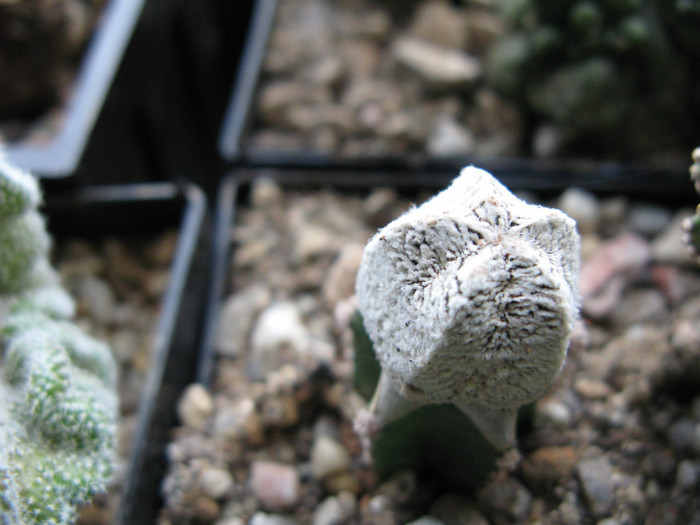 Astrophytum myriostigma blind form