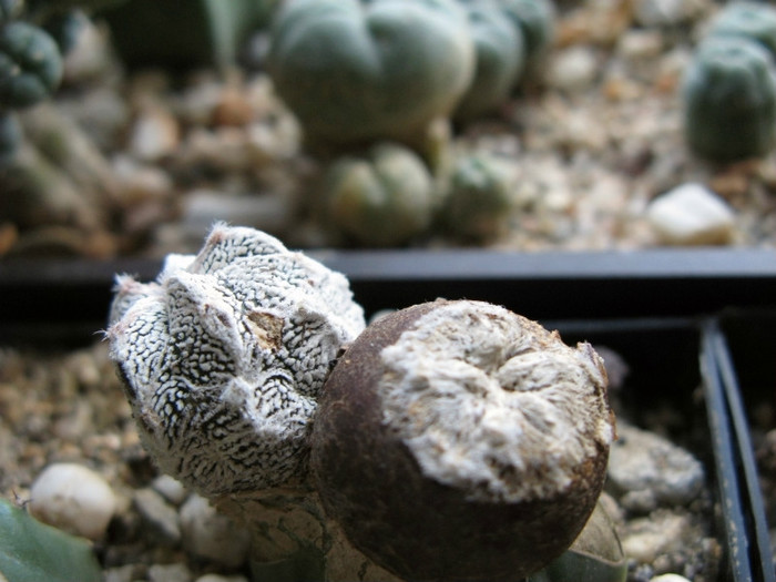 Astrophytum myriostigma blind form - NEWS 2012 Suculente si Cacti
