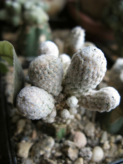 Pelecyphora stroboiliformis - NEWS 2012 Suculente si Cacti