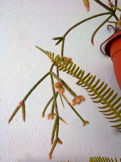 05.01  rhipsalis