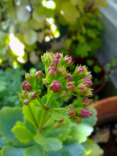 05.01  calanchoe