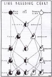 images (12) - M-Genetica in imagini