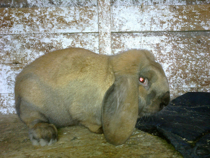 campion expo iasi 2013   97 puncte