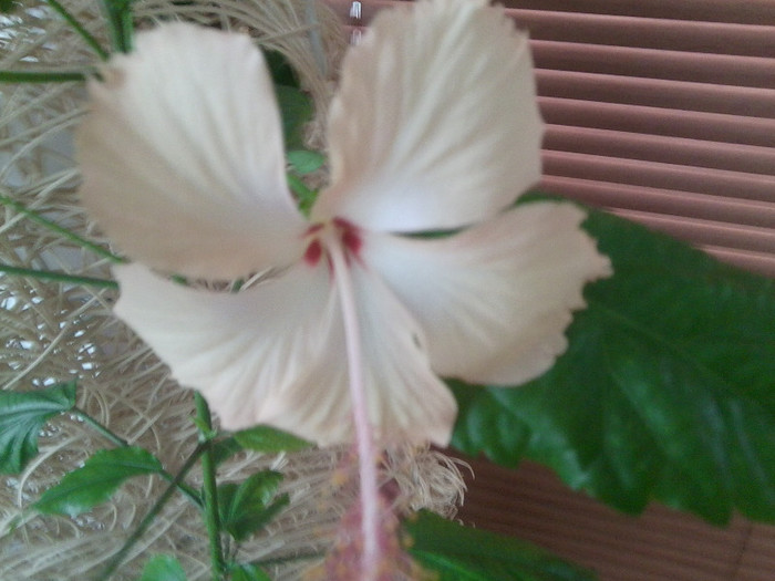 04.01 - hibiscusi 2o12