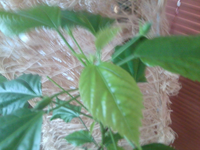 bobocei - hibiscusi 2o12
