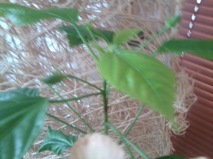 Fotografie0243 - hibiscusi 2o12