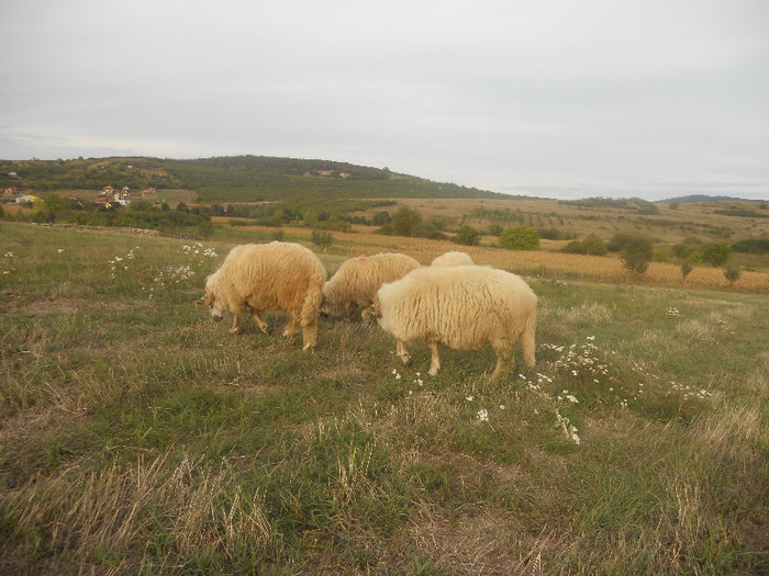 DSCN8838 - Oi pe munte