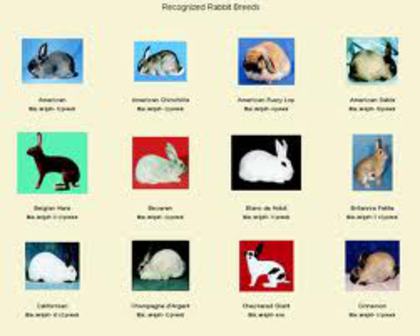 images (4) - I-Rase de iepuri