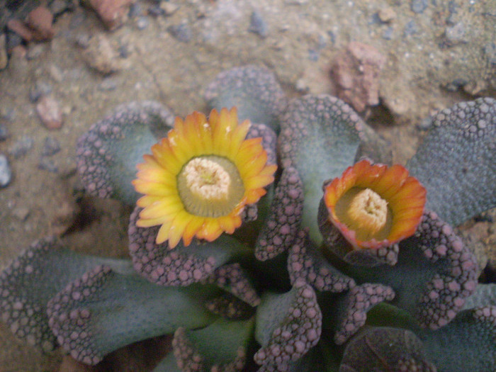 Titanopsis calcarea - suculente 2013