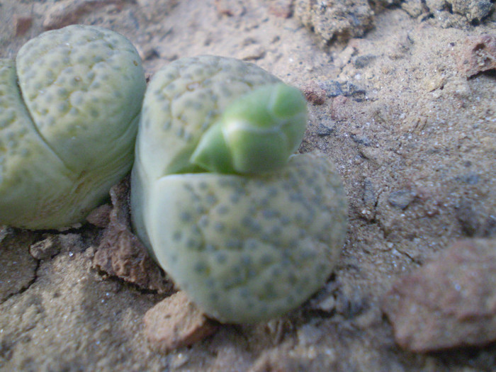 Lithops fulviceps aureum