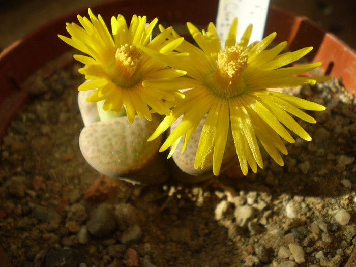 Lithops fulviceps - suculente 2013