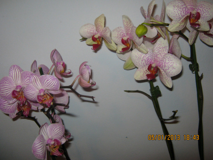 IMG_0560 - Phalaenopsis