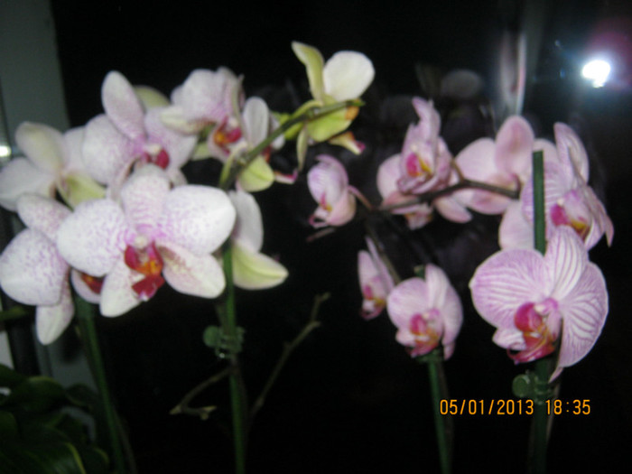 IMG_0533 - Phalaenopsis