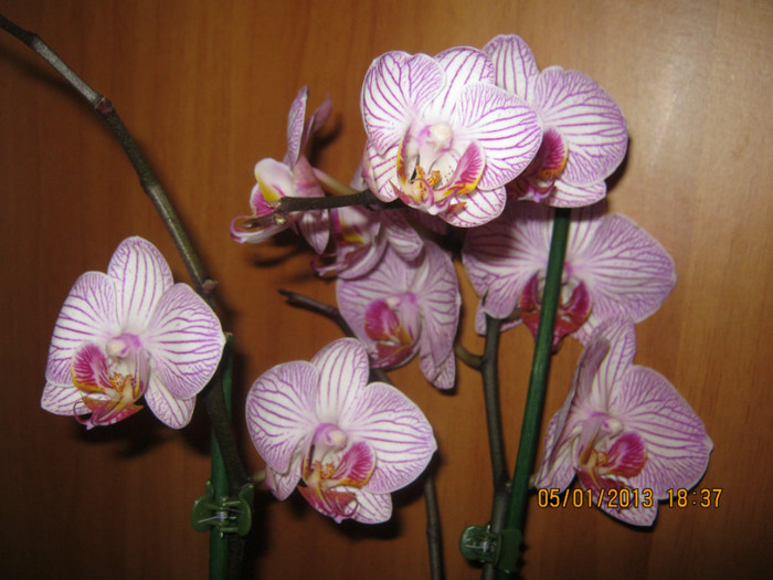 IMG_0538 - Phalaenopsis