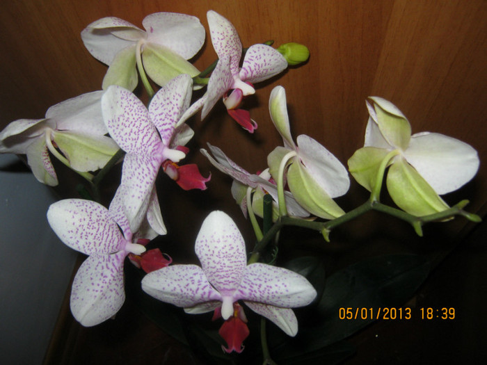 IMG_0542 - Phalaenopsis