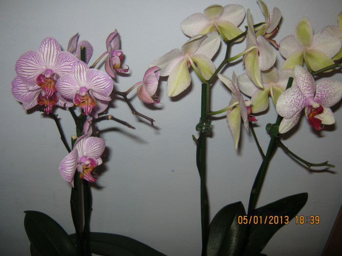 IMG_0544 - Phalaenopsis