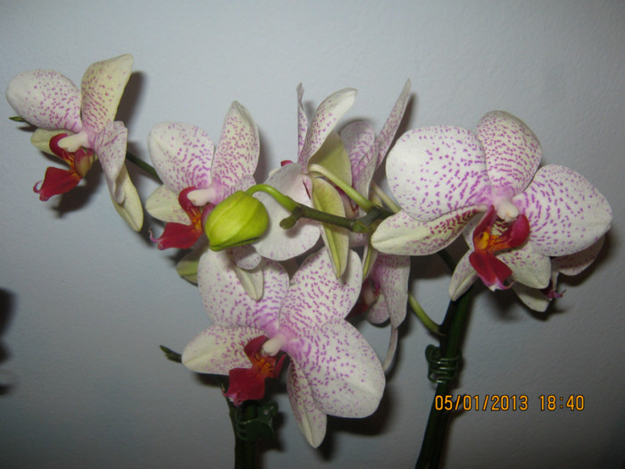 IMG_0548 - Phalaenopsis