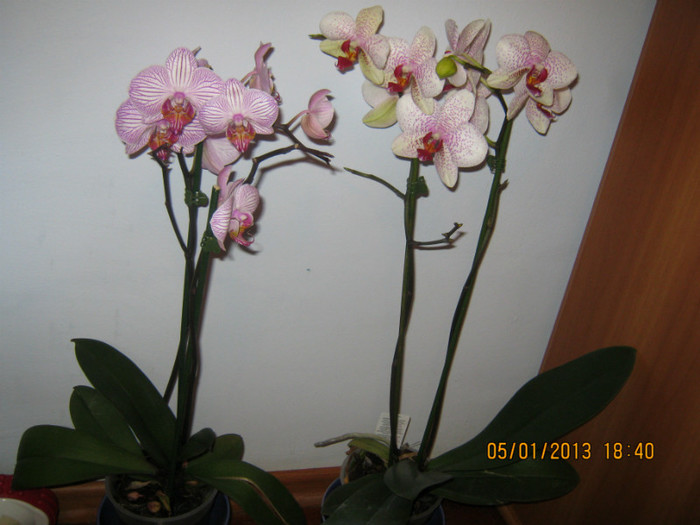 IMG_0549 - Phalaenopsis