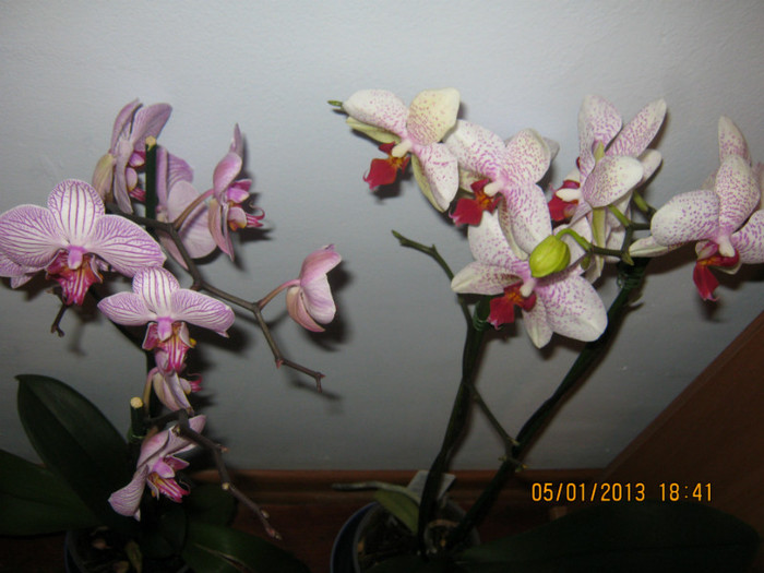 IMG_0550 - Phalaenopsis