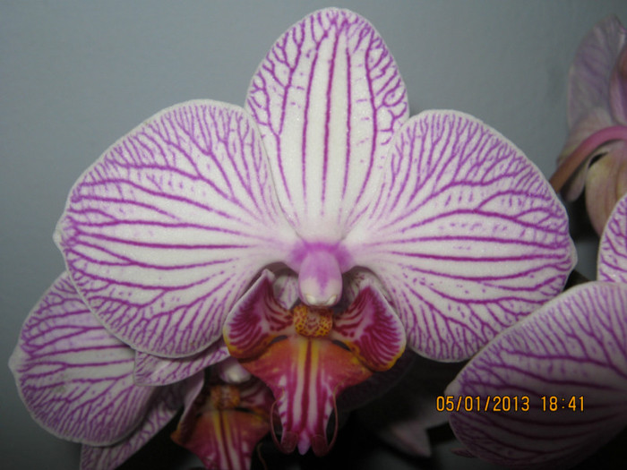 IMG_0551 - Phalaenopsis