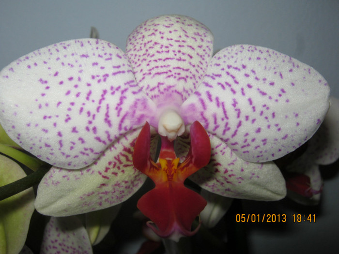 IMG_0552 - Phalaenopsis