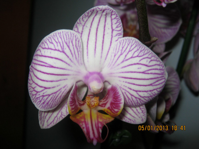 IMG_0553 - Phalaenopsis
