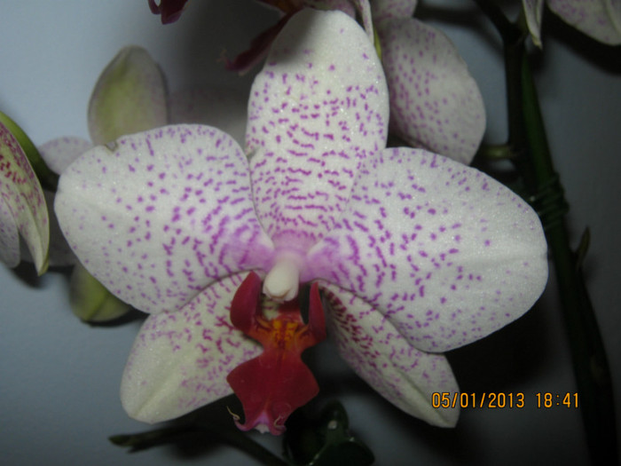 IMG_0555 - Phalaenopsis