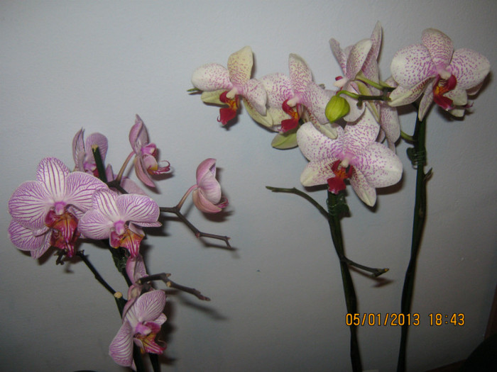 IMG_0559 - Phalaenopsis