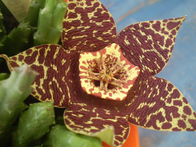 Stapelia variegata