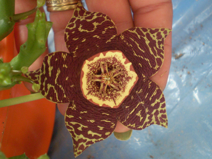 Stapelia variegata - SUCULENTE