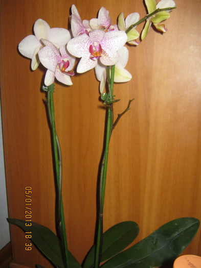 IMG_0541 - Phalaenopsis