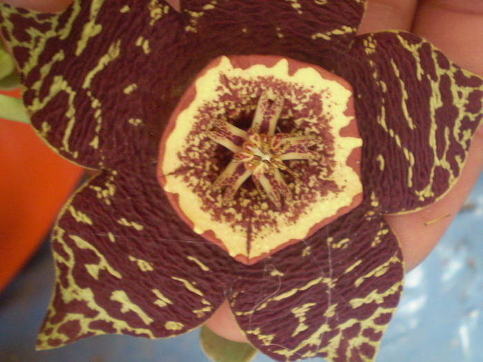 Stapelia variegata - SUCULENTE