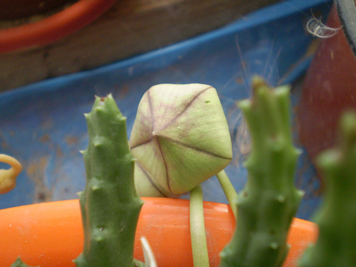 Stapelia variegata