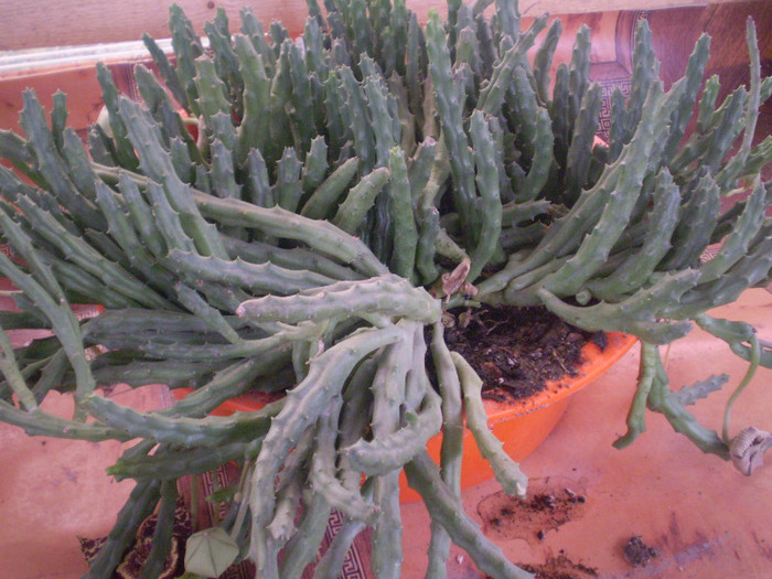 Stapelia variegata - SUCULENTE