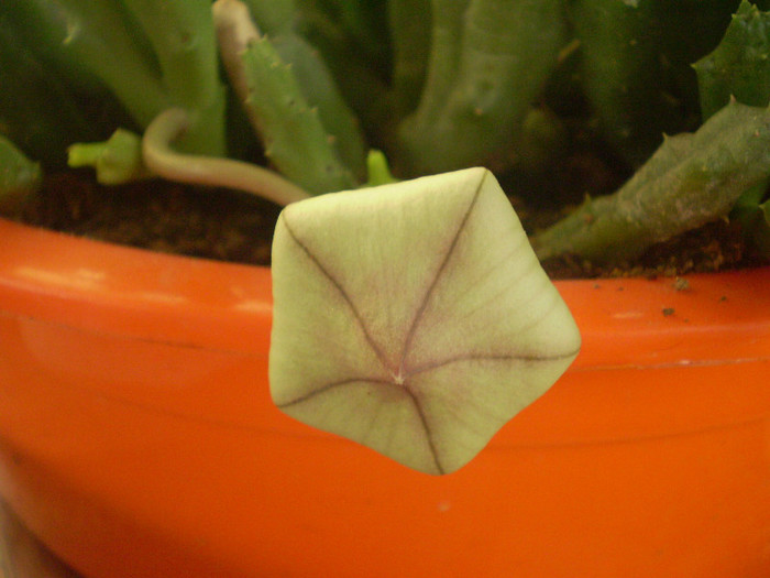 Stapelia variegata - SUCULENTE