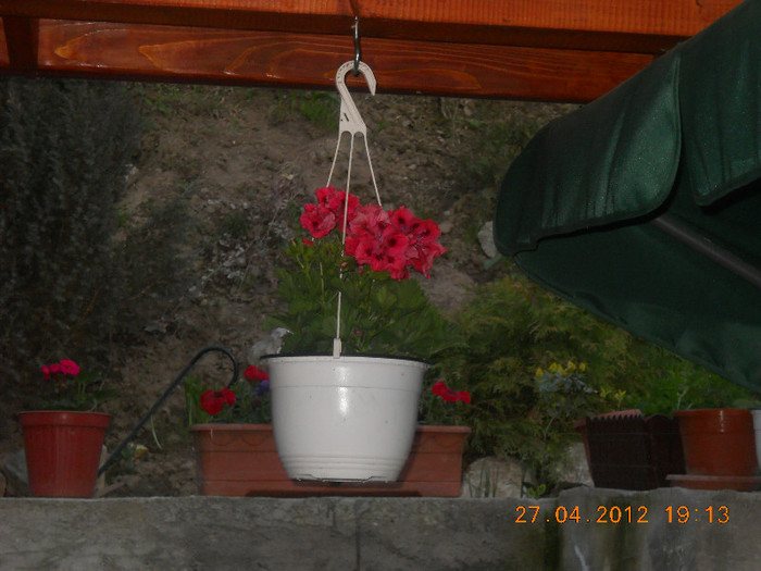 DSCN1070 - flori