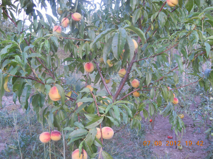 DSCN1196