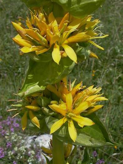 Gentiana lutea - 2-de vanzare 2019-2020-SEMINTE IERBURI FOLOSITOARE SI PLANTE MEDICINALE RARE