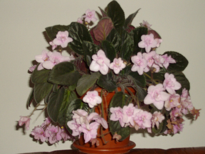 IMGP0241