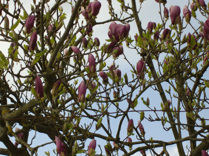 IMGP0246