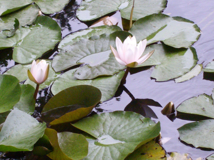 IMGP0367 - flori