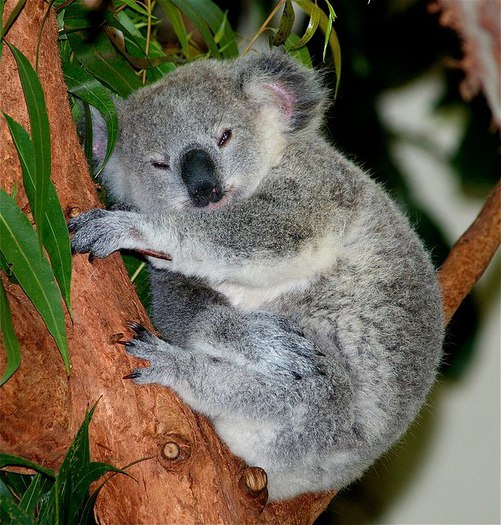 ursulet koala - 18683 de vizite