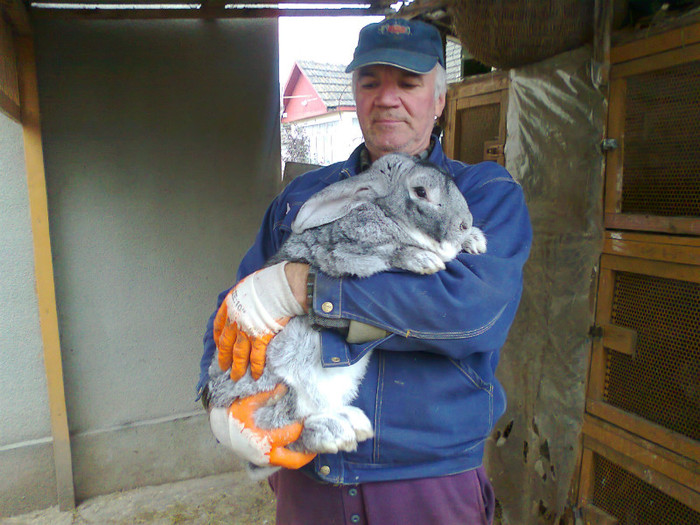 Fotografie0194 - Iepure mascul urias chinchila 8kg