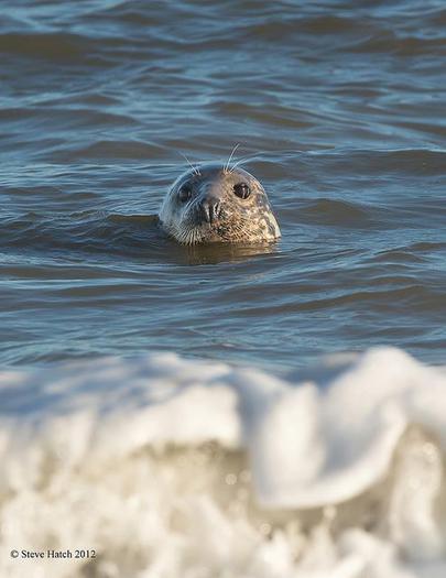 foca