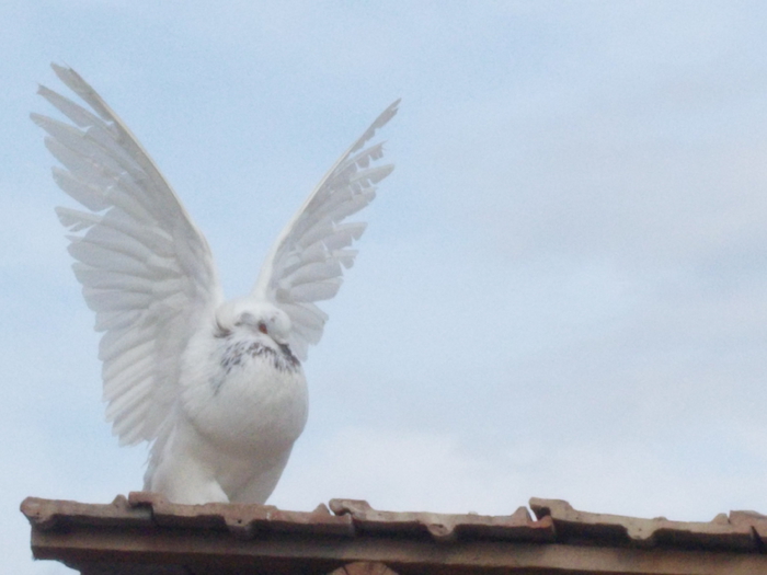 poze004; ...cu aripile sus
