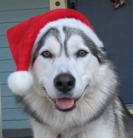 christmas-dog-dogs-33144367-453-472 - 18683 de vizite