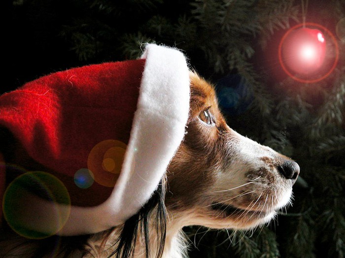 Christmas_dog - 18683 de vizite