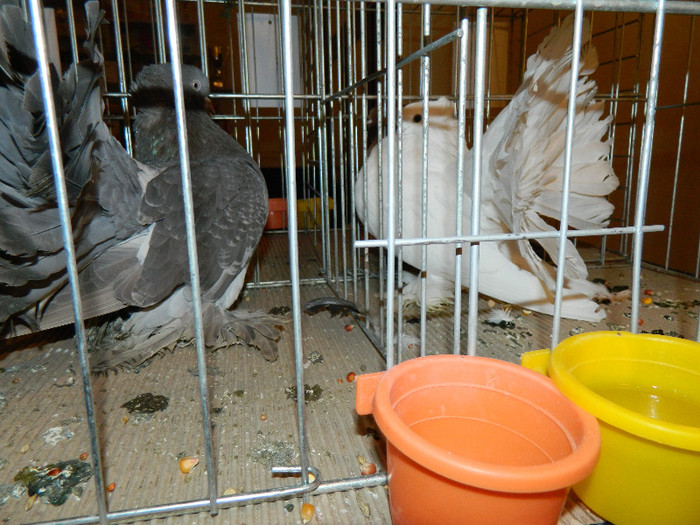 DSCN3065 - Expo sanmartin 2012