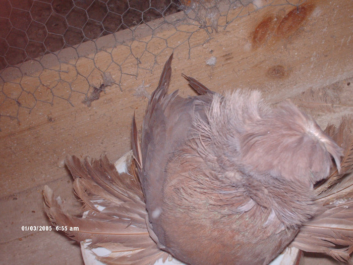 ppppppppppppp 014 - buhara matca pe 2013