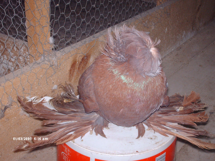 ppppppppppppp 016 - buhara matca pe 2013